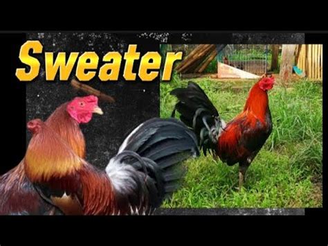 uri ng manok panabong|Sweater! Pangmalakasang Uri Ng Manok na Panabong! .
